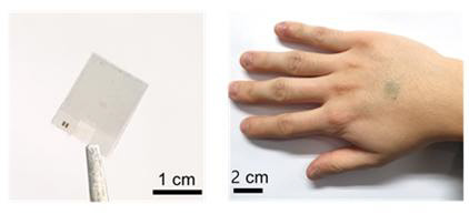 IBS 연구팀이 개발한 '투명 스마트 온열패치' 모습으로, 얇고 유연해 피부 어디에 붙여도 불펴한지 않고, 투명성이 뛰어나 눈에 잘 띄지 않는다.  IBS 제공